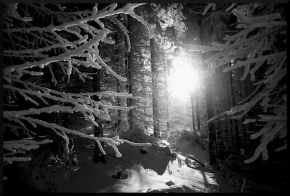 Moje Krajina - Zimní les