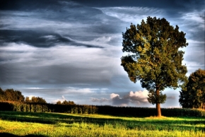 Moje Krajina - Strom