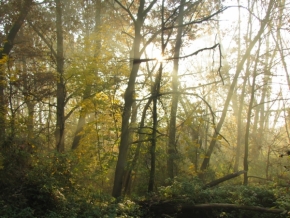 Lucie Kavcová - Sluneční paprsky v ranním lese