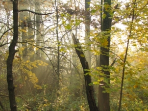 Lucie Kavcová - Sluneční světlo v ranním lese