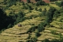 karel  štumpa -Rýžová pole na cestě po Nepálu