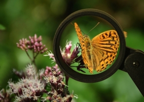 Makro v přírodě - Fotograf roku - Kreativita - V. kolo - Motýl pod lupou