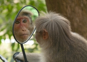 Fotograf roku na cestách 2012 - Opice