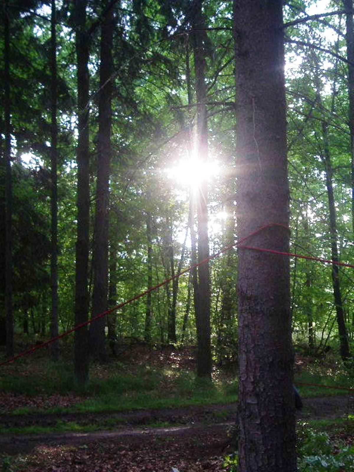 Západ slunce v lese