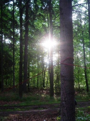 Stromy v krajině - Západ slunce v lese