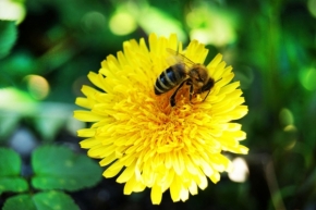 Divoká příroda - včelka