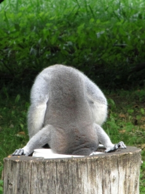 Divoká příroda - bezhlavý lemur