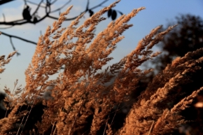 Fotograf roku v přírodě 2012 - Podzimní vítr