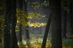 Divoká příroda - Podzimní nálada
