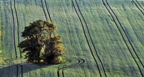 Stromy v krajině - Fotograf roku - kreativita - Manšestrové pole