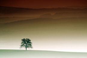 Stromy v krajině - Fotograf roku - kreativita - A jitra jsou zde tichá