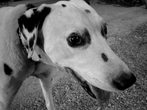Černobílá fotografie - psík, který už není