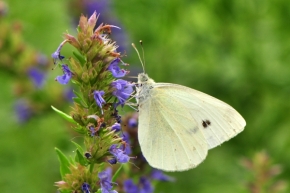 Makro v přírodě - Motýľ