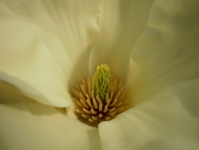 Makro v přírodě - magnolie