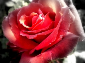 Makro v přírodě - červená růže