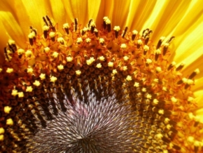 Makro v přírodě - slunečnice