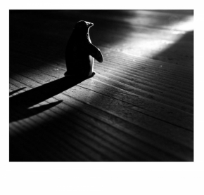 Černobílá fotografie - Fotograf roku - Junior - IV. kolo - vlastní cesta