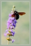 Milan Herok -Divoká včela samotářka