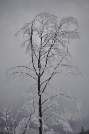 Černobílá fotografie - Strom