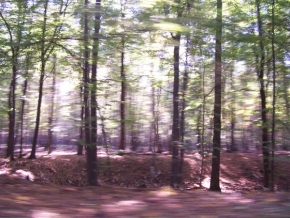 Stromy v krajině - Les v pohybu 3