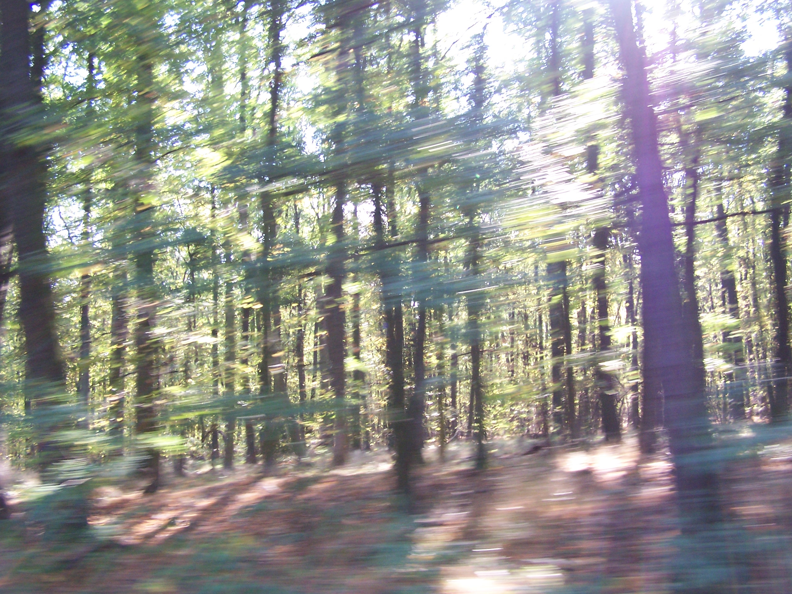 Les v pohybu 5
