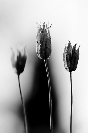 Černobílá fotografie - Tři grácie