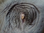 Pavla Tíkalová -malé oko velkého slona