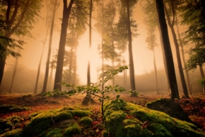 Divoká příroda - Lesní osvícení