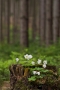 Lenka Křížová -Jaro v lese