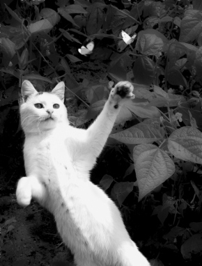 Černobílá fotografie - Mačka