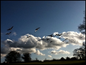Fotíme oblohu - Anglické husy