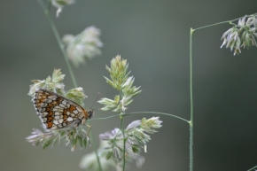 Divoká příroda - Motýlí zastavení