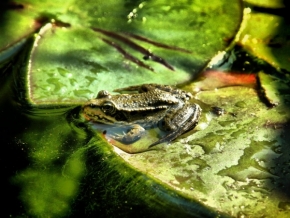 Makro v přírodě - žabka