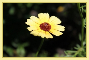 Makro v přírodě - květina