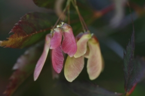 Makro v přírodě - Plody javoru