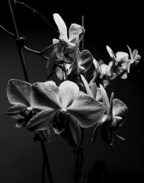 Patrik Coufal - Orchidej