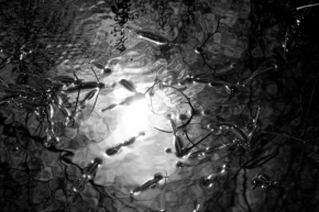 Černobílá fotografie - odraz slnka vo vode