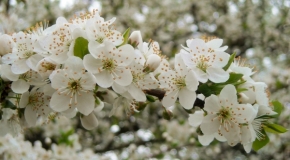 Makro v přírodě - květy mirabelky