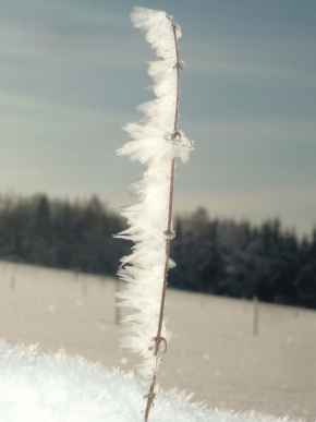 Fotograf roku v přírodě 2012 - Snow