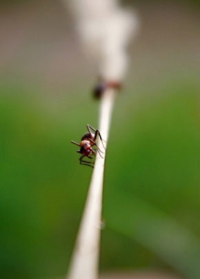 Makro v přírodě - Mravenec v trave