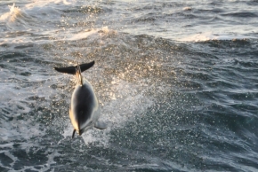 Divoká příroda - Delfin