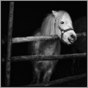 Černobílá fotografie - Pony