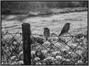 Černobílá fotografie - Ptáci na plotě