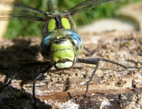 Makro v přírodě - vážka