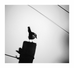 Černobílá fotografie - Straka na niti