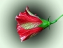 Pan neznámý -Květ čínské růže