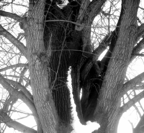 Černobílá fotografie - Strom v zimě