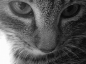 Černobílá fotografie - Kočka tajemná