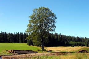 Stromy v krajině - Šumava