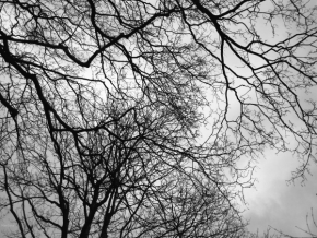Černobílá fotografie - Stromy
